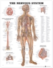 Image for The Nervous System Anatomical Chart