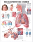 Image for The Respiratory System Anatomical Chart