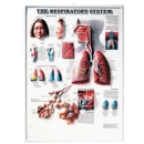 Image for The Respiratory System
