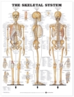 Image for The Skeletal System Anatomical Chart