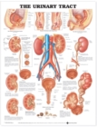 Image for The Urinary Tract Anatomical Chart