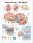 Image for Anatomy of the Brain Anatomical Chart