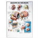 Image for Anatomy of the Brain