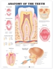 Image for Anatomy of the Teeth Anatomical Chart