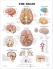 Image for The Brain Anatomical Chart