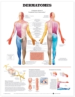 Image for Dermatomes Anatomical Chart