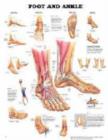 Image for Foot and Ankle