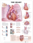 Image for The Heart 3D Raised Relief Chart