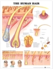 Image for The Human Hair Anatomical Chart