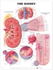 Image for The Kidney Anatomical Chart