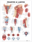 Image for Pharynx &amp; Larynx Anatomical Chart