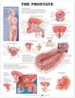 Image for The Prostate Anatomical Chart