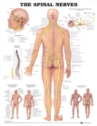 Image for The Spinal Nerves Anatomical Chart
