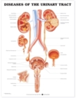 Image for Diseases of the Urinary Tract Anatomical Chart