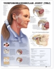 Image for Temporomandibular Joint (TMJ) Anatomical Chart