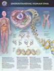 Image for Understanding Human DNA Anatomical Chart