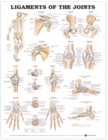 Image for Ligaments of the Joints Anatomical Chart