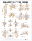 Image for Ligaments of the Joints Anatomical Chart