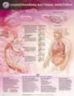 Image for Understanding Bacterial Infections Anatomical Chart