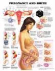 Image for Pregnancy and Birth