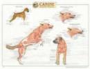Image for Canine Muscular Anatomy Chart