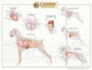 Image for Canine Internal Organ Anatomy Chart