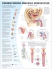 Image for Understanding Erectile Dysfunction Anatomical Chart