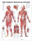 Image for The Female Muscular System Anatomical Chart