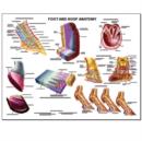 Image for Equine Foot and Hoof Wall Chart