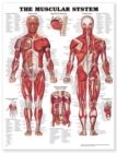 Image for The Muscular System Anatomical Chart