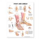 Image for Foot and Ankle Anatomical Chart