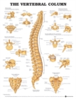 Image for The Vertebral Column Anatomical Chart