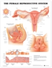 Image for The Female Reproductive System Anatomical Chart