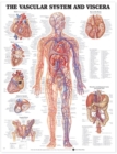 Image for Vascular System and Viscera Anatomical Chart