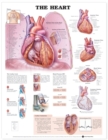 Image for The Heart Anatomical Chart