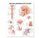 Image for The Male Reproductive System Anatomical Chart