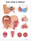 Image for Ear, Nose and Throat Anatomical Chart