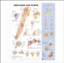 Image for Shoulder and Elbow Anatomical Chart