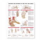 Image for Anatomy and Injuries of the Foot and Ankle