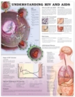 Image for Understanding HIV and AIDS Anatomical Chart