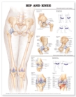 Image for Hip and Knee Anatomical Chart