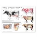 Image for Bovine Anatomy : The Cow Anatomical Chart