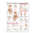Image for Anatomy and Injuries of the Hand and Wrist Anatomical Chart