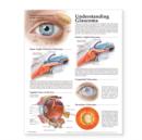 Image for Understanding Glaucoma Anatomical Chart