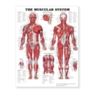 Image for The Muscular System Giant Chart