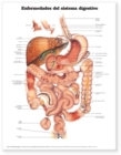 Image for Diseases of the Digestive System Anatomical Chart in Spanish (Enfermedades del Sistema Digestivo)