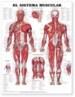 Image for The Muscular System Anatomical Chart in Spanish (El Sistema Muscular)