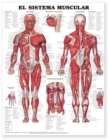 Image for The Muscular System Anatomical Chart in Spanish (El Sistema Muscular)