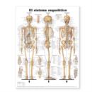 Image for The Skeletal System Anatomical Chart in Spanish (El Sistema Esqueletico)