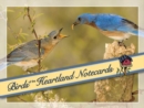 Image for Birds of the Heartland Notecards